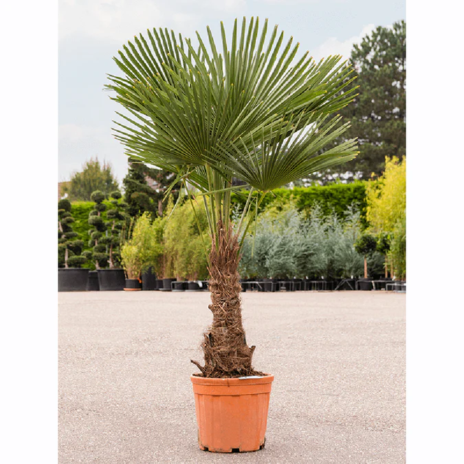 Plante - Palmier Morisca Trachycarpus Fortunei