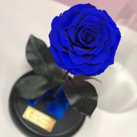 Trandafir Criogenat Albastru în Cupolă de Sticlă [3]