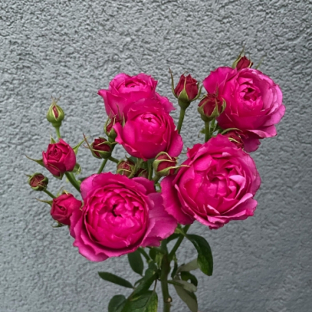 Crearea Propriului Buchet de Flori - Trandafir Tros Fucsia la Fir | Calitate Superioară | livrarecadouri.ro