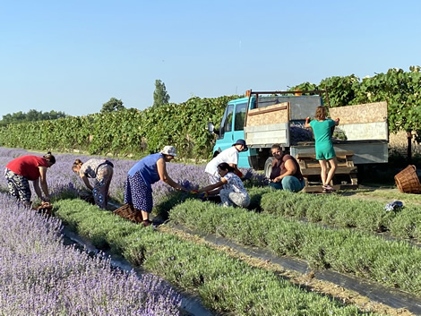 La cules de flori de lavanda