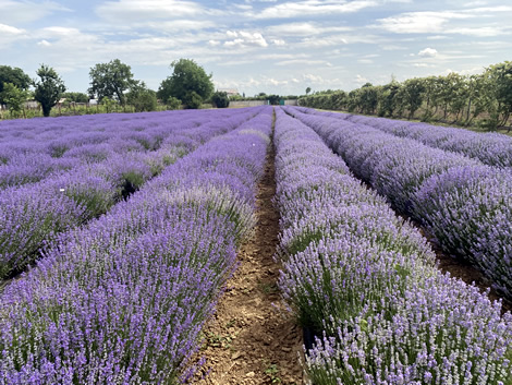 Iubesc lavanda