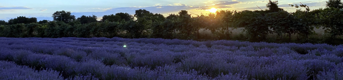 Camp lavanda seara