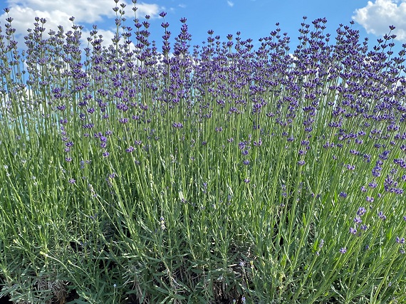 Lavanda si cer