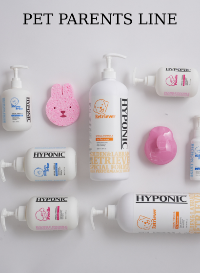 Hyponic poodle/bichon/golden retriever