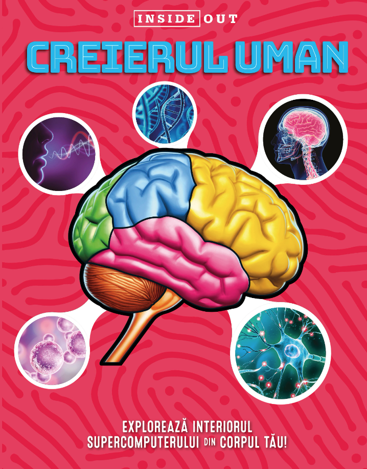 Creierul Uman Model 3D, - Editura Kreativ [1]
