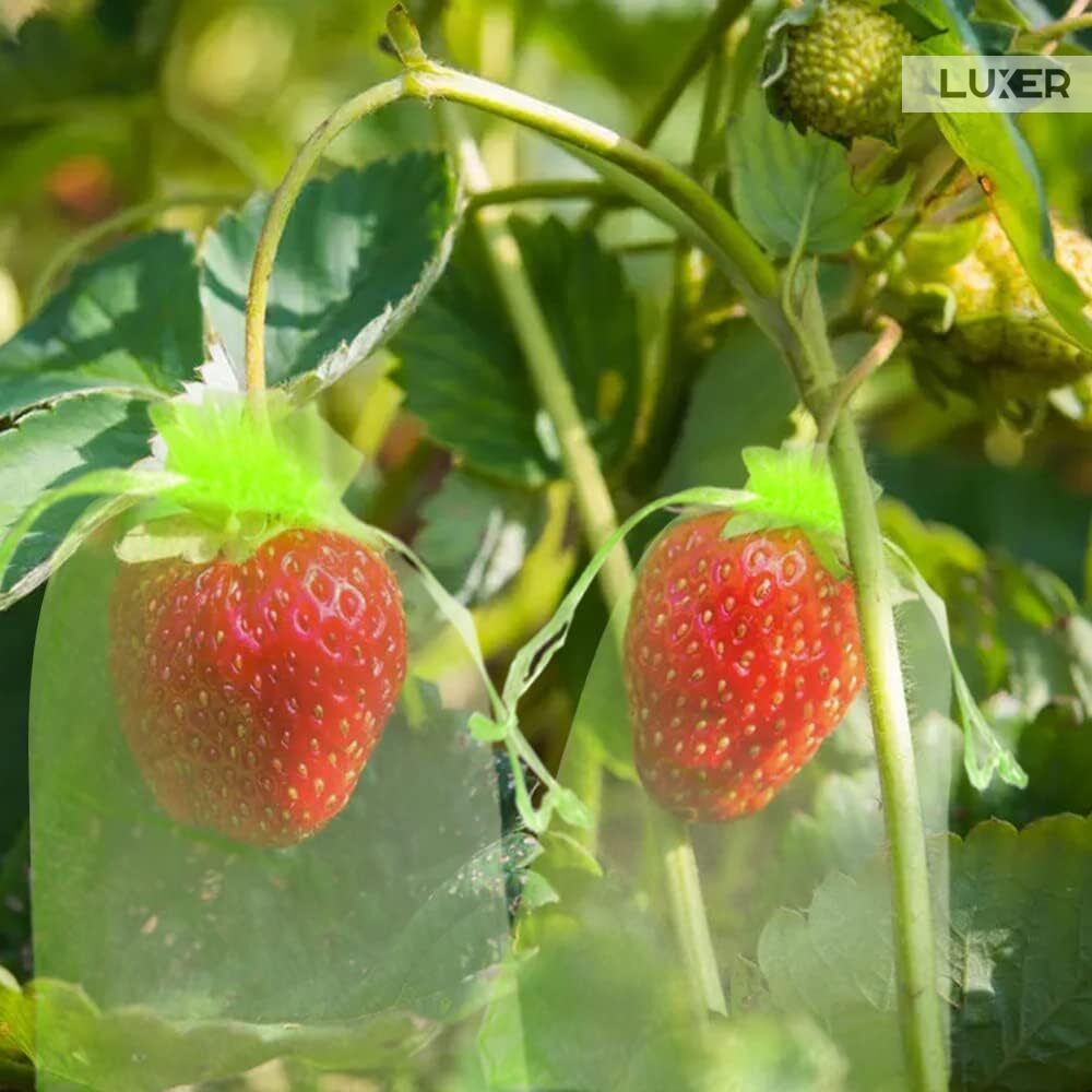 Set 20 pungi protectie fructe si legume Luxer 7x9 cm verde [2]