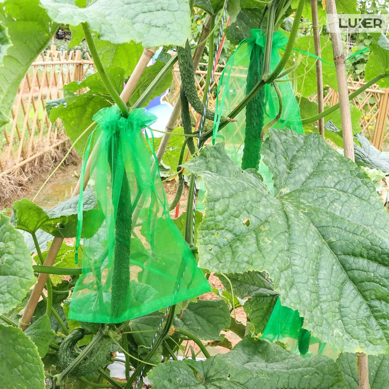 Set 20 pungi de protecție pentru fructe și legume Luxer, cu snur reglabil, anti-insecte, păsări și rozătoare, dimensiuni 25x35 cm, verde, reutilizabile și respirabile. [4]