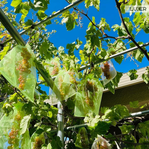 Set 20 pungi de protecție pentru fructe și legume Luxer, cu snur reglabil, anti-insecte, păsări și rozătoare, dimensiuni 25x35 cm, verde, reutilizabile și respirabile. [1]