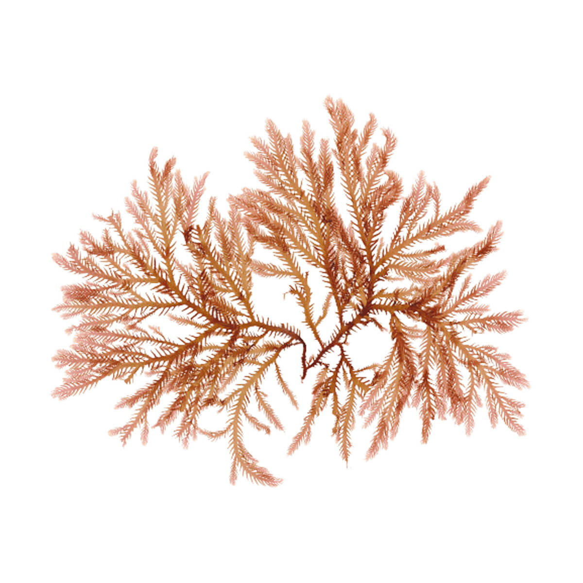 Balsam pentru Hidratare - L'Alga Seaboost [2]