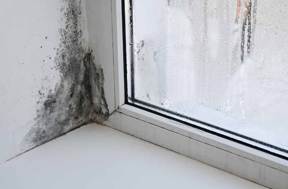 Soluții pentru pereți umezi: cum previi și cum remediezi infiltrațiile de apă