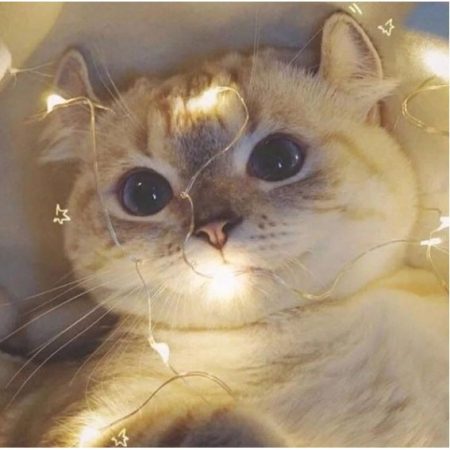 Instalatie Craciun, 15 metri, 150 LED-uri, multicolor RGB, sincronizare muzica, telecomanda 8 functii, USB, fir cupru, liniar, interior/exterior, Flippy [1]