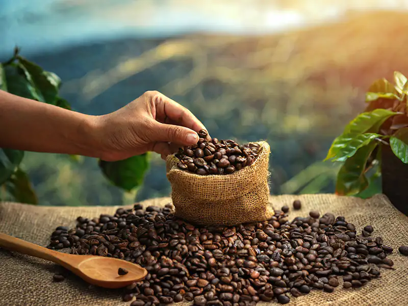 Istoria cafelei