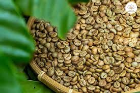 Cafea Robusta