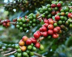 Cafea Arabica