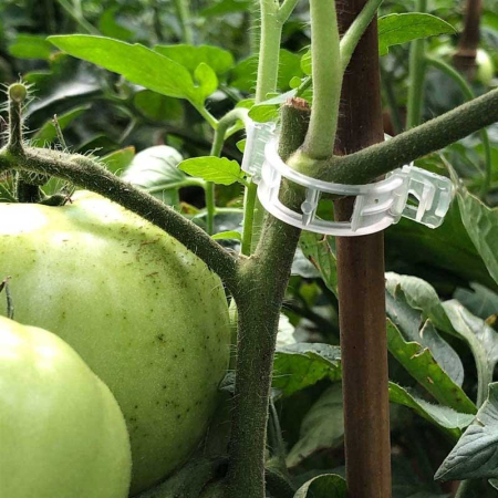 CLIPS TOMATE - 500 BUC [2]