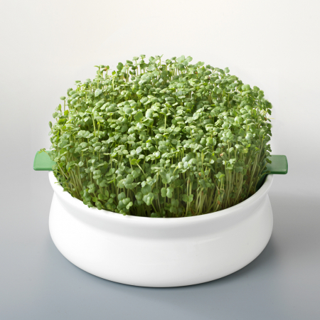 HRANA VIE - Vas pentru germinare Germline