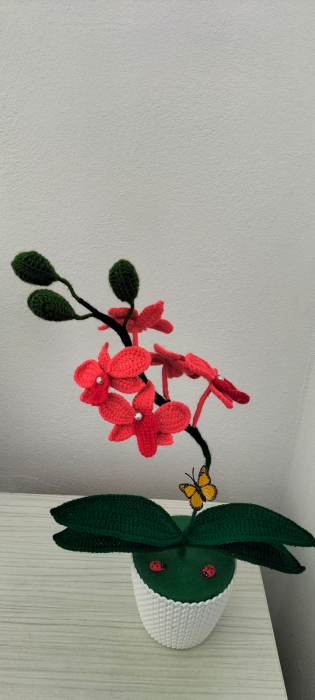 Orhidee crosetata corai [3]