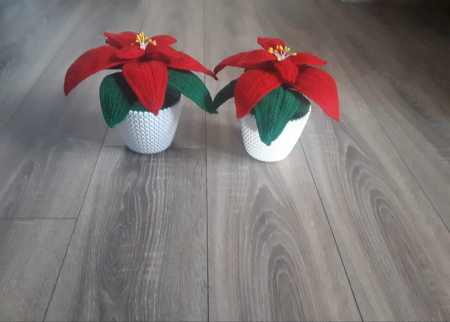 Craciunita crosetata [1]