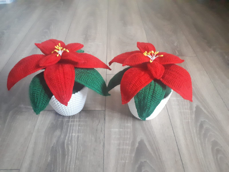 Craciunita crosetata [2]