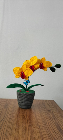 Orhidee crosetata [2]