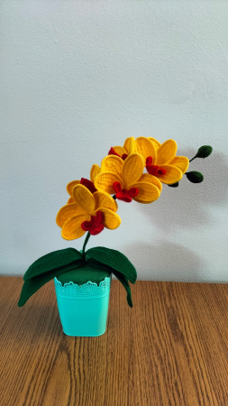 Orhidee crosetata [1]