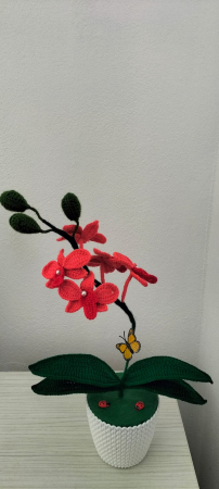 Orhidee crosetata corai [1]