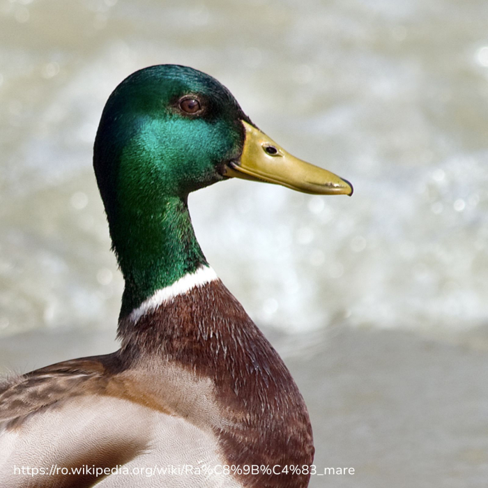 Cerneala stilou verde-albastru profund, Mallard, 50ml -  Tom’s Studio [3]