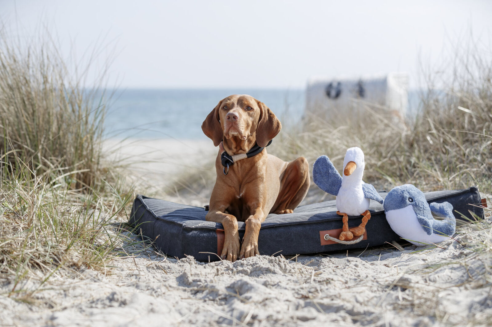 Jucarie pentru Caini, Be Nordic, Pescarusul Hinnerk, Plus, cu Sunet, 35 cm [3]