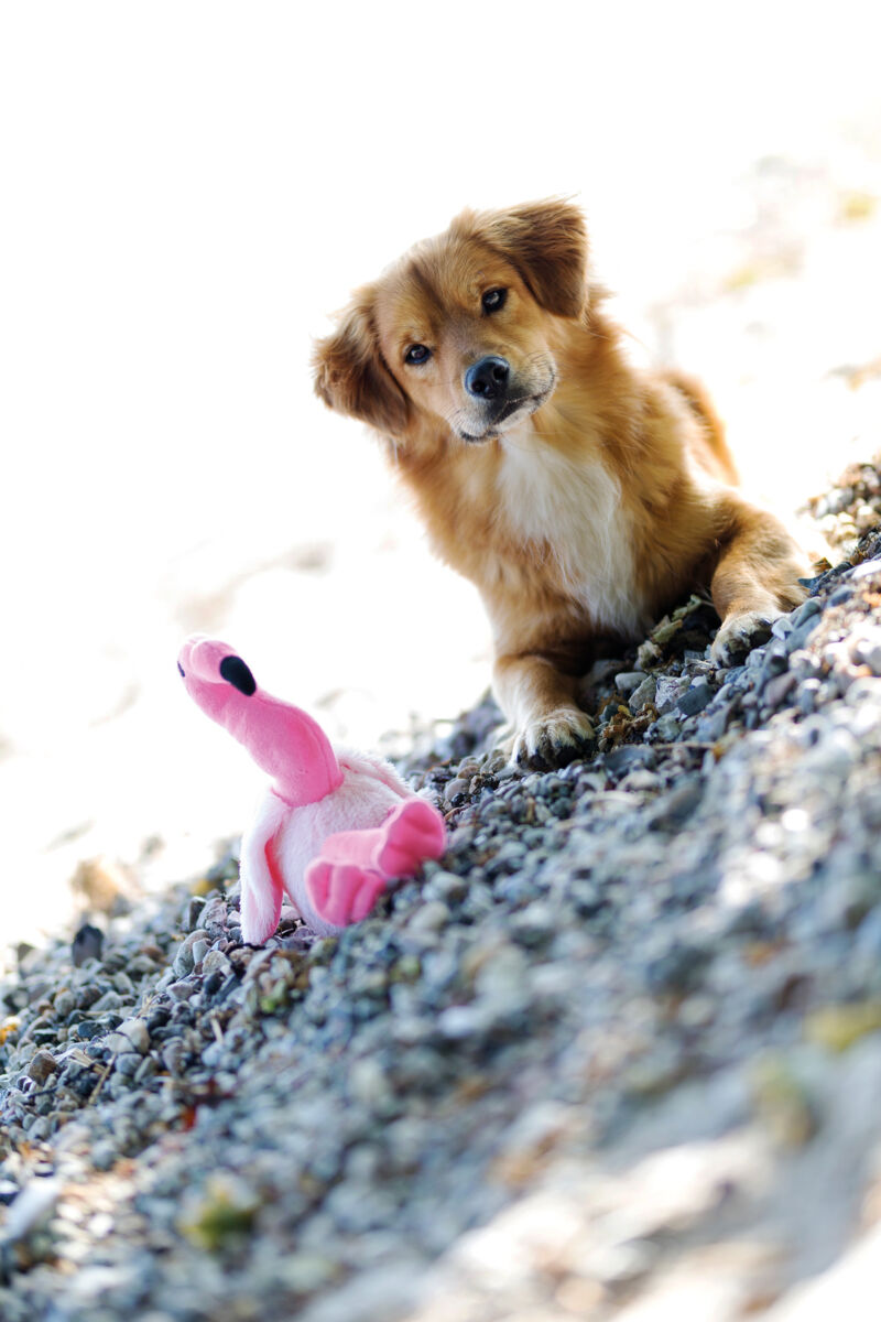 Jucarie pentru Caini, Flamingo, Plus, cu Sunet, 35 cm [1]