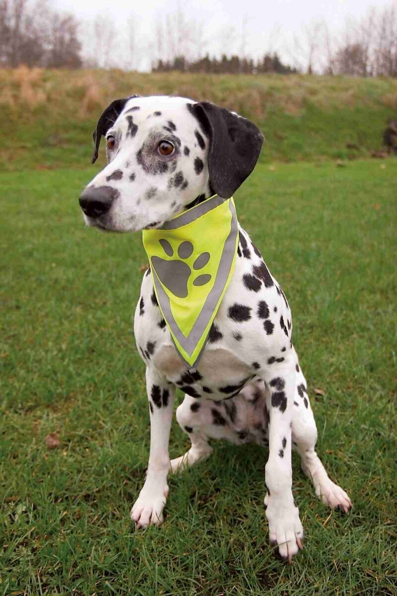 Petshop - Esarfa Reflectorizanta, Bandana, L-XL: 43-60 cm