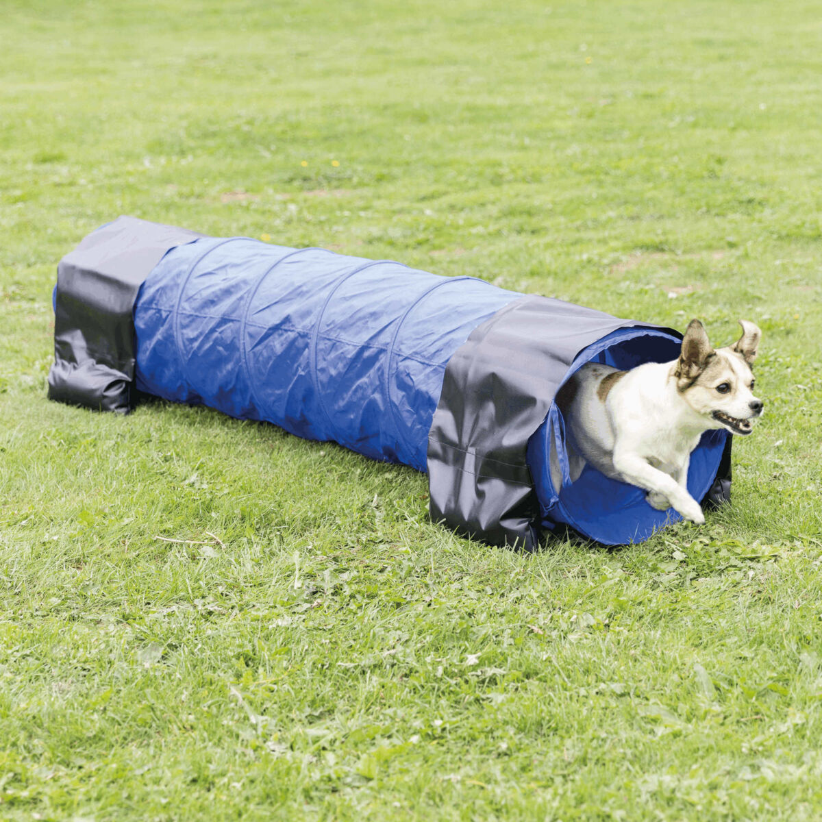 Petshop - Tunel Mini Pentru Caini, Fun Agility, 40 cm/2 m, Albastru