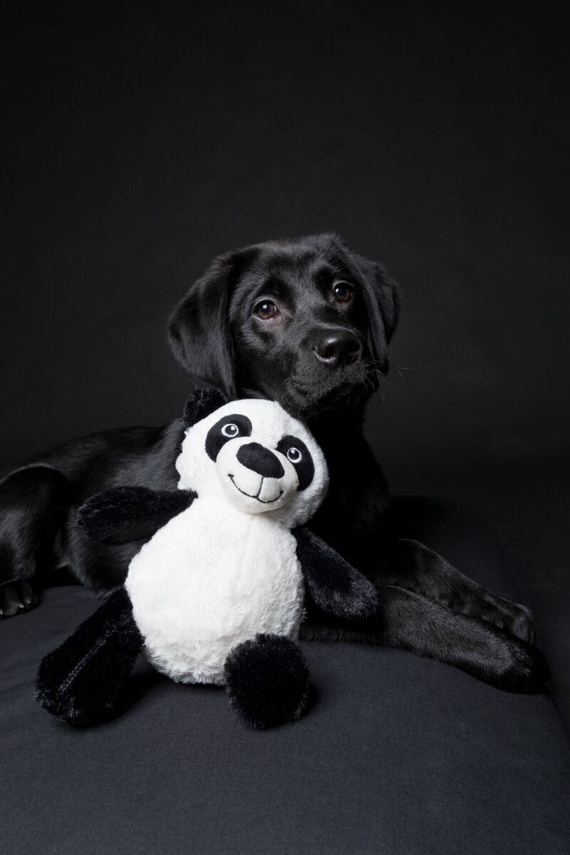 Jucarie Pentru Caini, Urs Panda, Plus, Cu Sunet, 26 cm [2]