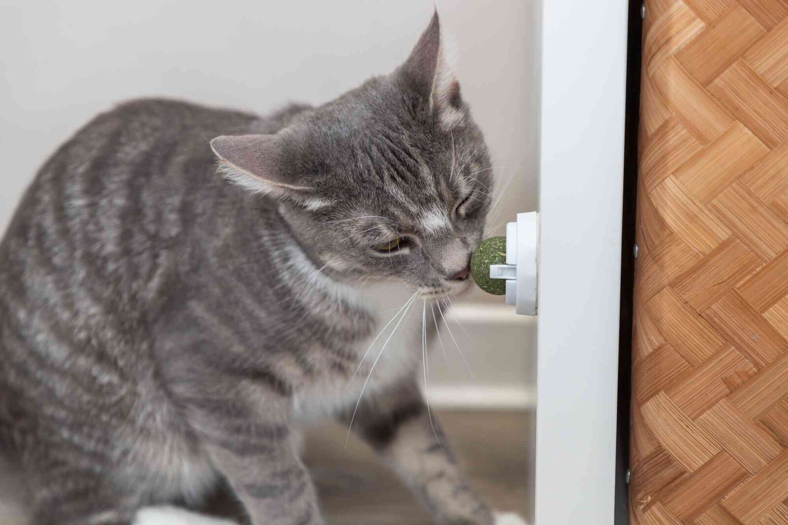 Jucarie Pentru Pisici, Minge Catnip Cu Suport, 5 cm [4]