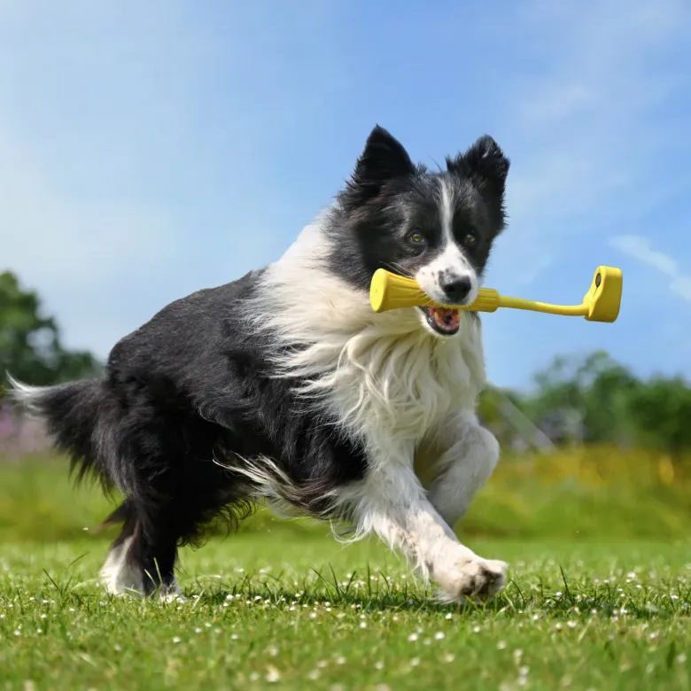 Bat aport Insta360 Fetch Stick pentru GO3 [4]