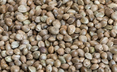 Seminte si mix de seminte - Pachet de canepa uscata 500g