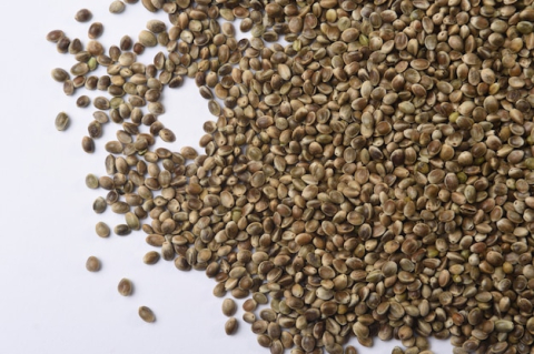 Seminte si mix de seminte - Seminte de Canepa 1kg