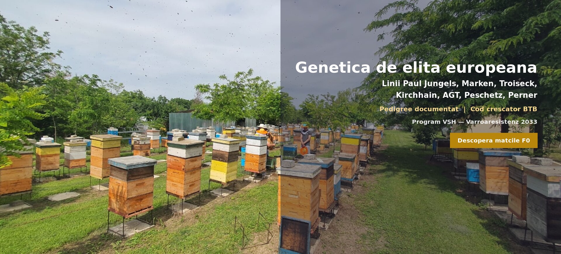 Genetică de elită europeană — Mătci