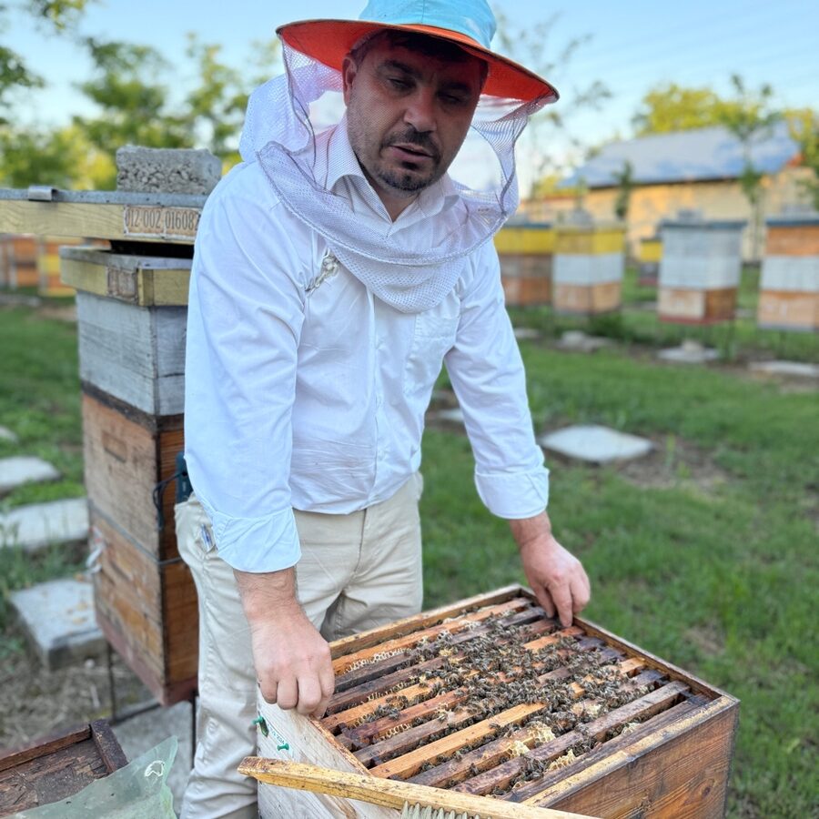 Cum alegi matca potrivită pentru stupina ta