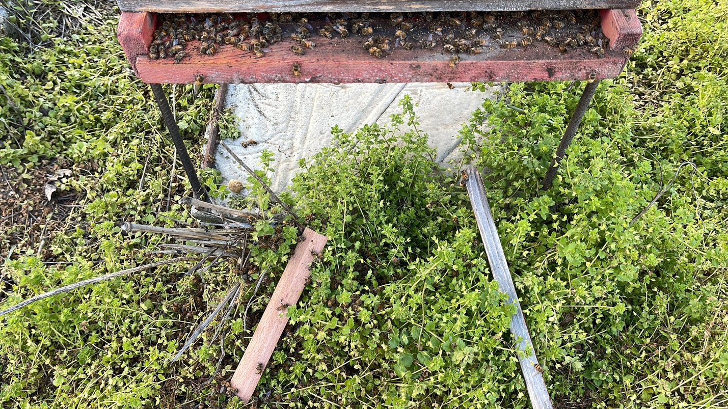 Victorie istorică pentru albine: Curtea de Apel Cluj anulează derogările pentru neonicotinoide