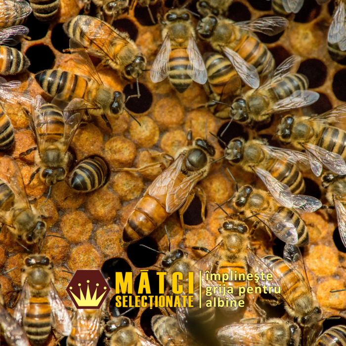 Matci imperecheate natural - BUCKFAST F1 [2]