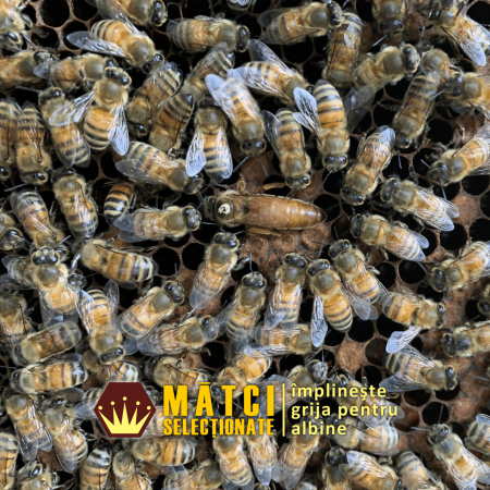 Matci de vanzare - Matci imperecheate natural - BUCKFAST F1