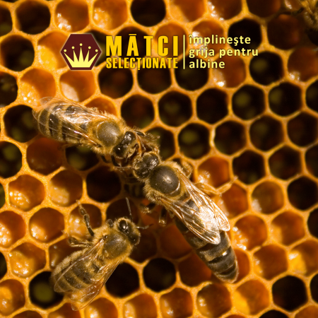 Matci de vanzare - Matci Neimperecheate - CARNICA