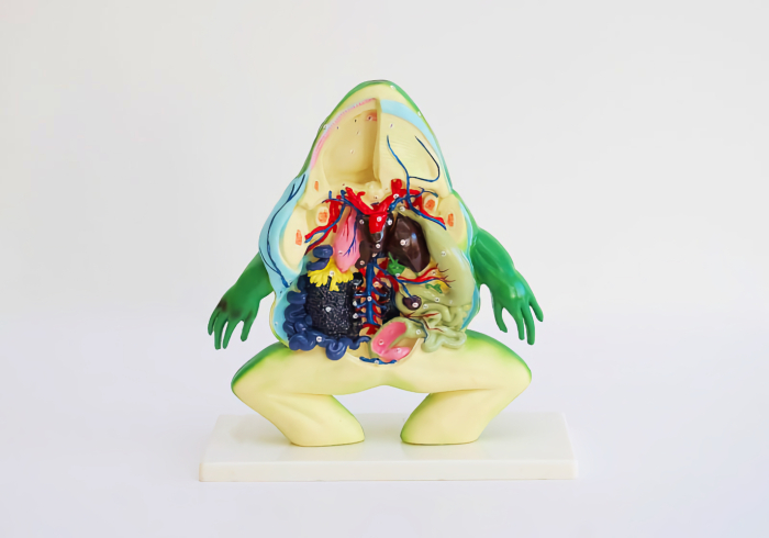 Broasca model anatomic sectiune [1]
