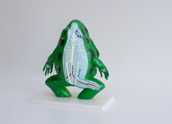 Broasca model anatomic sectiune [4]