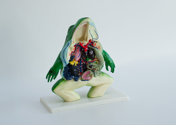 Broasca model anatomic sectiune [3]