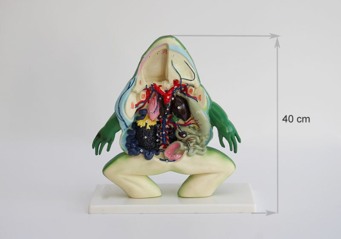 Broasca model anatomic sectiune [2]