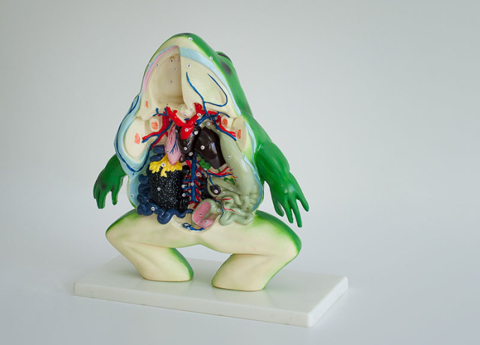 Broasca model anatomic sectiune [5]
