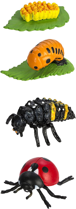 Set de figurine, ciclul vietii la buburuza [3]