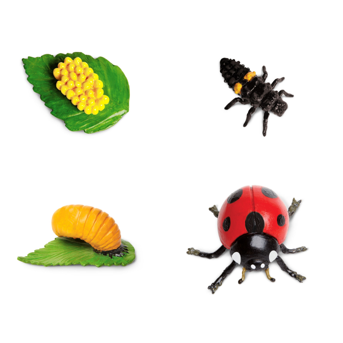 Set de figurine, ciclul vietii la buburuza [1]