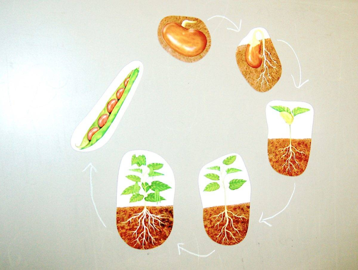 Ciclul vietii la plante [4]